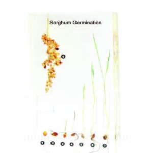 Sorghum Germination